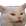 :catWUT: