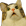 :catgasm:
