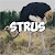 Strusiu