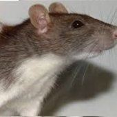 Pusia