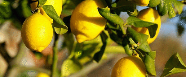 plik516282d9c8fec_1.gif.36e2847582019d61b0020d77a05e8c16.gif