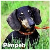 Pimpek123