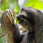 UlanyWojtus