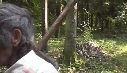 GrimyRespectfulArizonaalligatorlizard-small.gif.b8593b76134a854a427391ad7757701a.gif