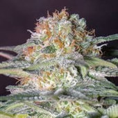 Girlscoutcookies