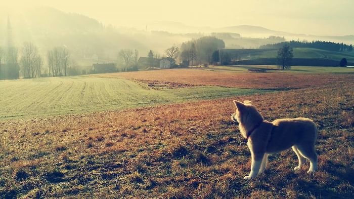 Hiking-with-an-Akita-Inu-5cfc2288534e4__700.jpg