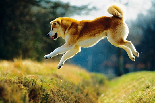 Top-Akita-HD-Wallpapers.jpg