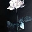 WhiteRose