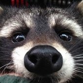 Raccoon