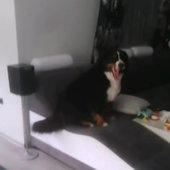 doggo_on_da_couch