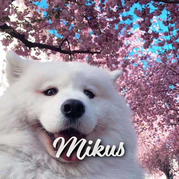 mikus.png.599d01f2df3fd3a94e7c82fdf7f5c61b.png