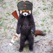 Panda_