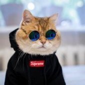 Japoniec