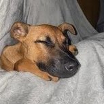 Doggy_