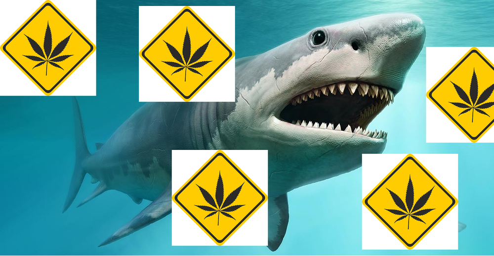 megalodon.thumb.png.7e6f9438418e068d1512f648510a24b0.png
