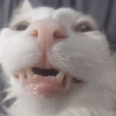 louzinho