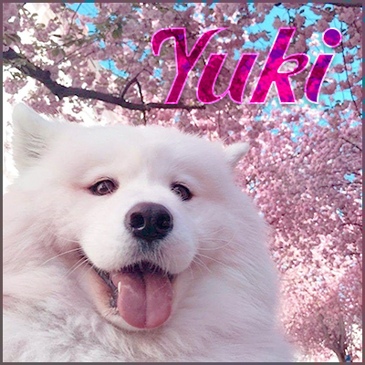 yuki.png.7fc692fa3b3374044b43e0647ac50985.png